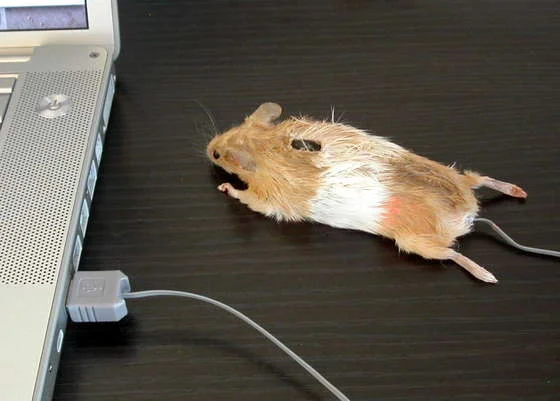 Mouse-Mouse.webp