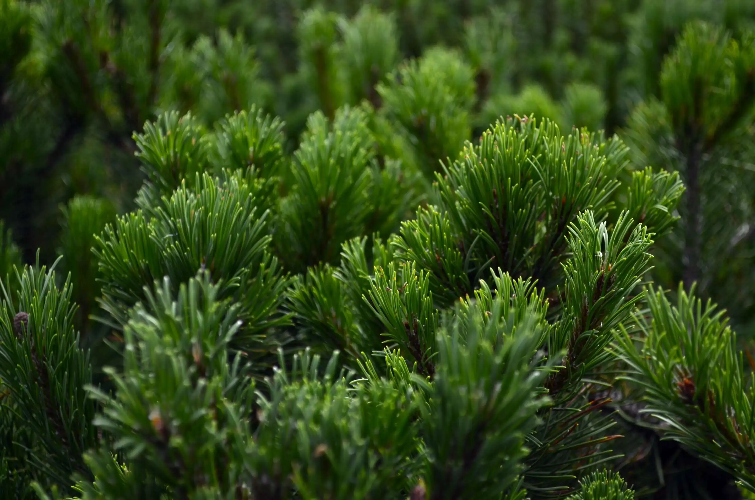 Можжевельник у Павелецкого вокзала_1.webp