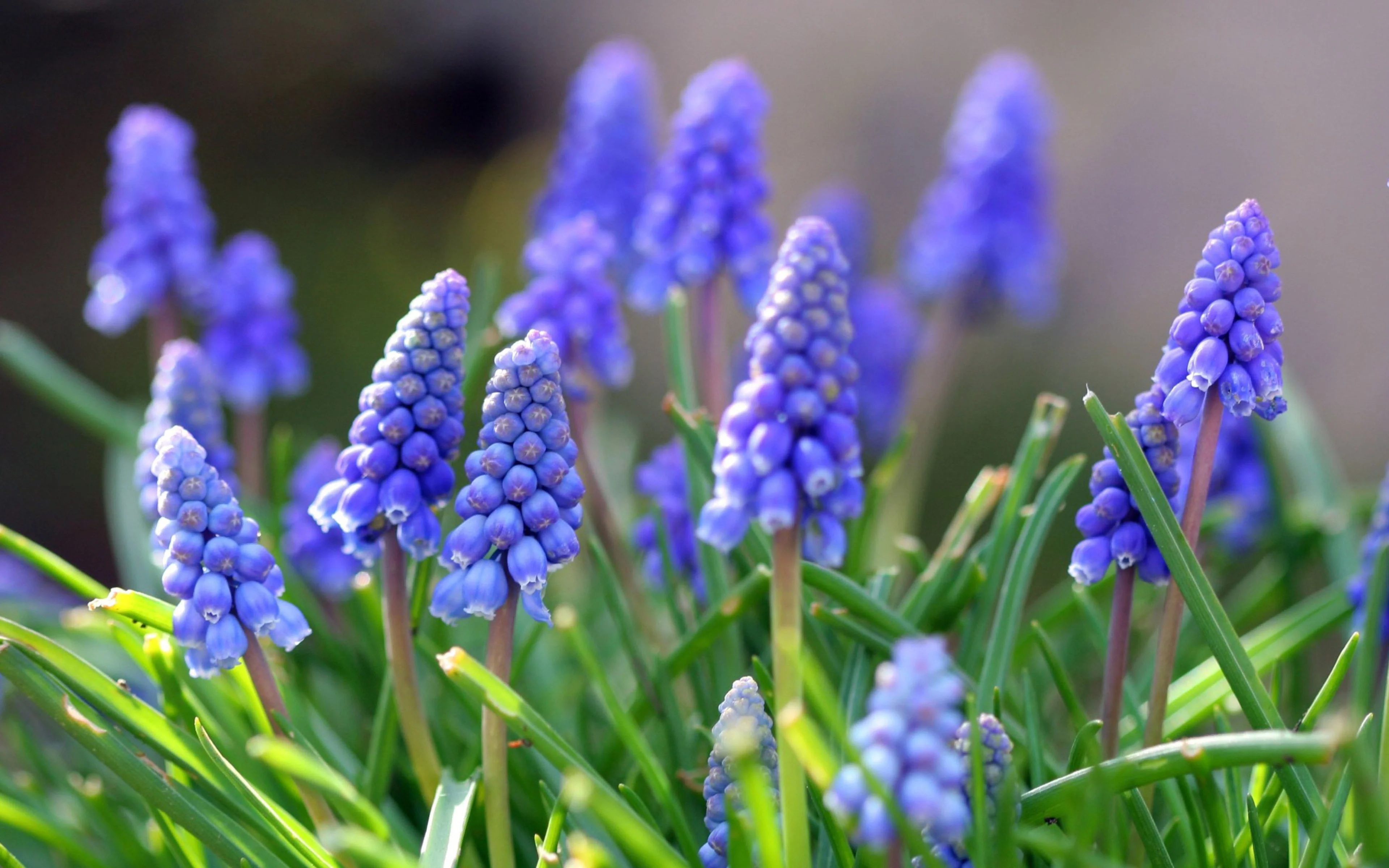 muscari_flowers_leaves_spring_nature_21167_3840x2400.webp