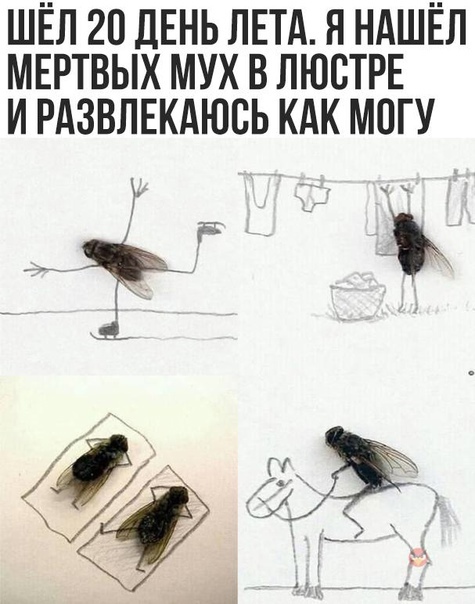 мухI.jpg