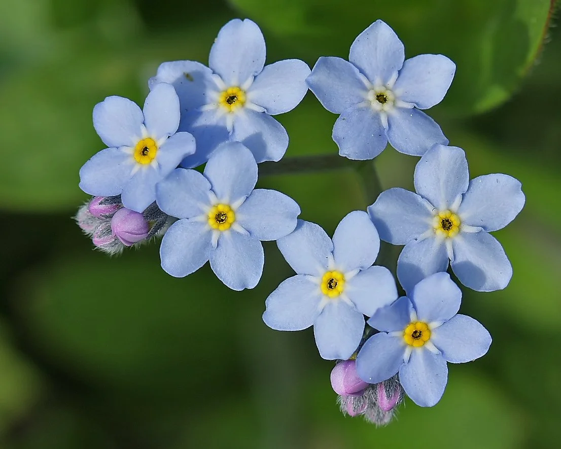 Myosotis-01 (1).webp