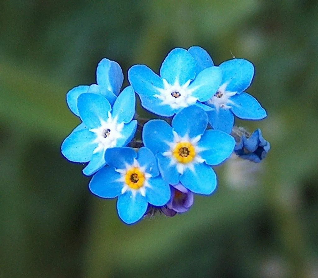 Myosotis-1.webp