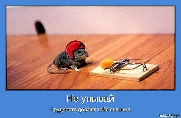 мышь-ловушка.webp
