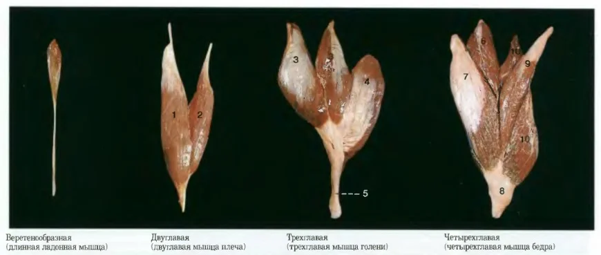Мышцы 1.webp