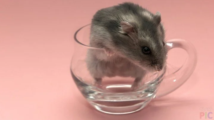 Myshka-v-kruzhke-720x405.webp