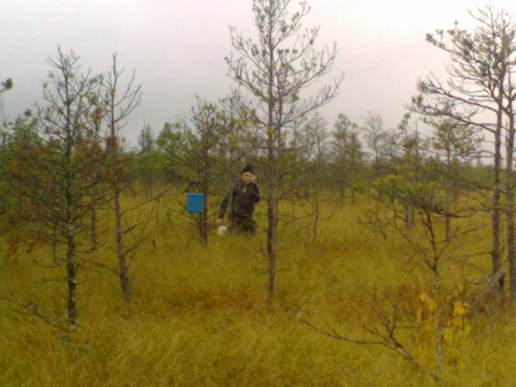 на болоте.webp