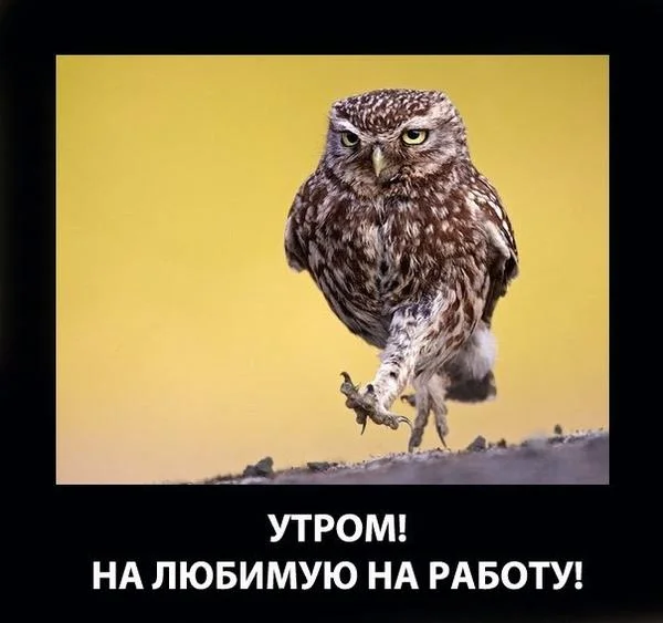 на любимую работу.webp