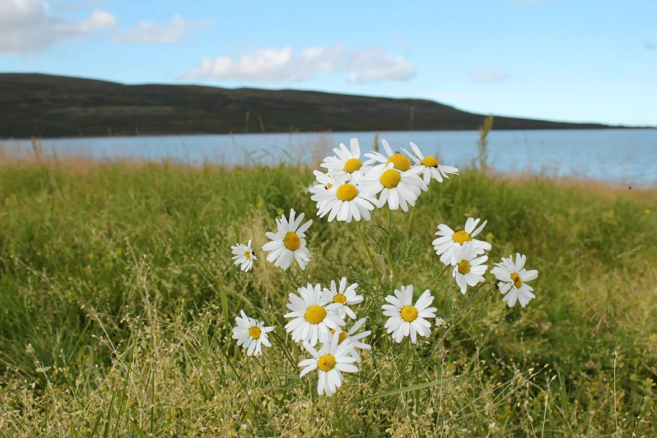 На побережье Северного ледовитого....webp