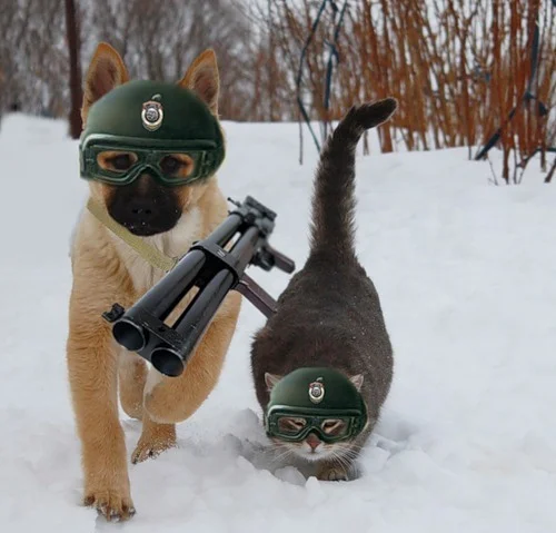 на войне))).webp