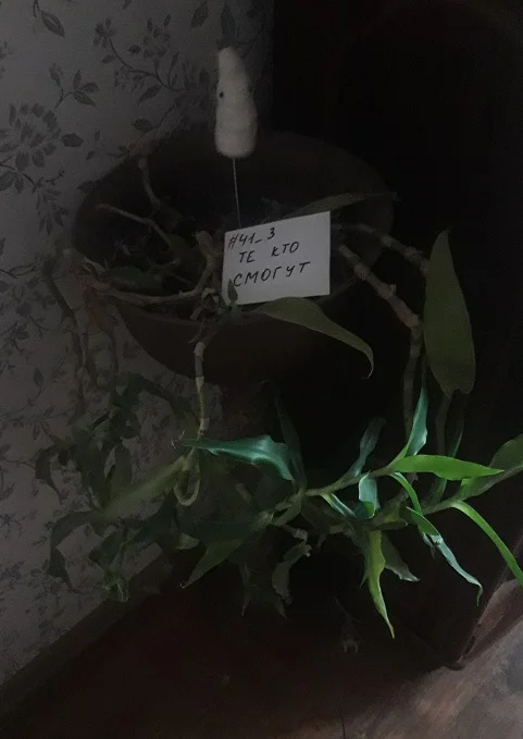 напольный цветок.webp