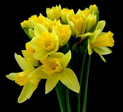 narciss_11_small1.webp
