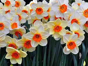 narcissus0.webp