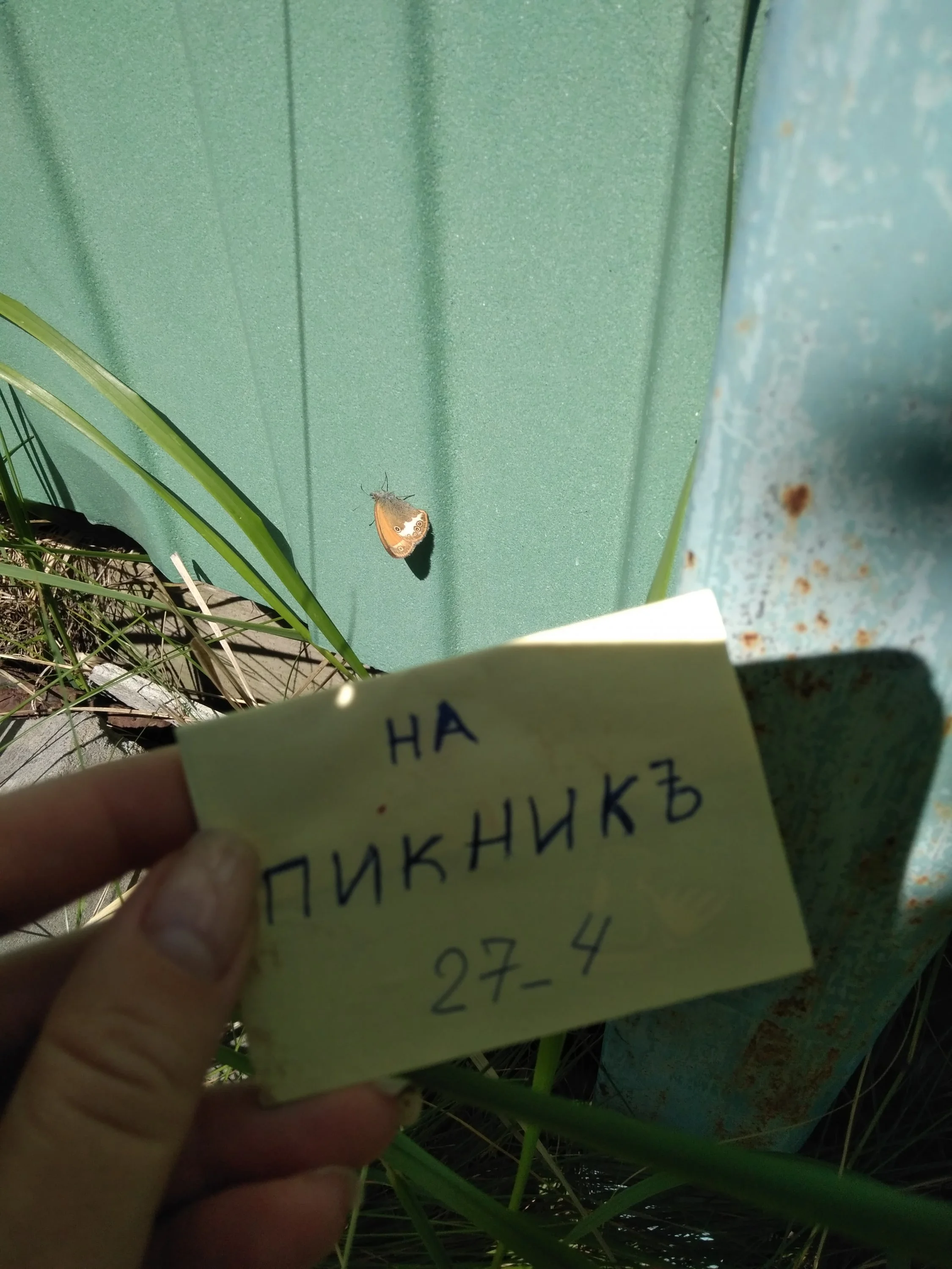 Настя бабочка5.webp