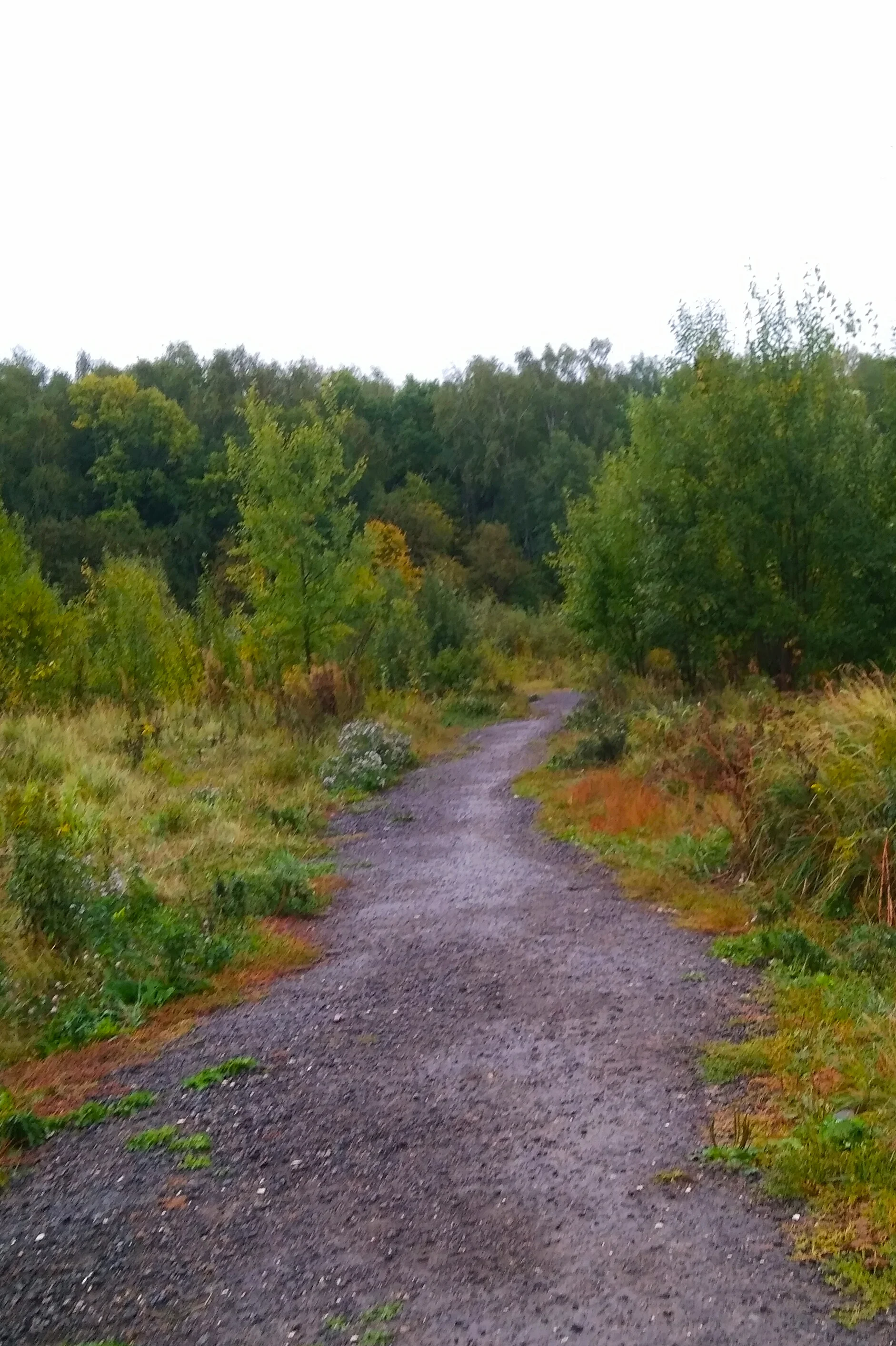 настя конкурс.webp