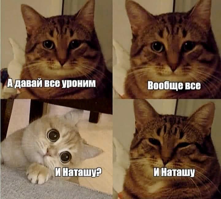 Наташа-коты-сборник-3731817.jpeg