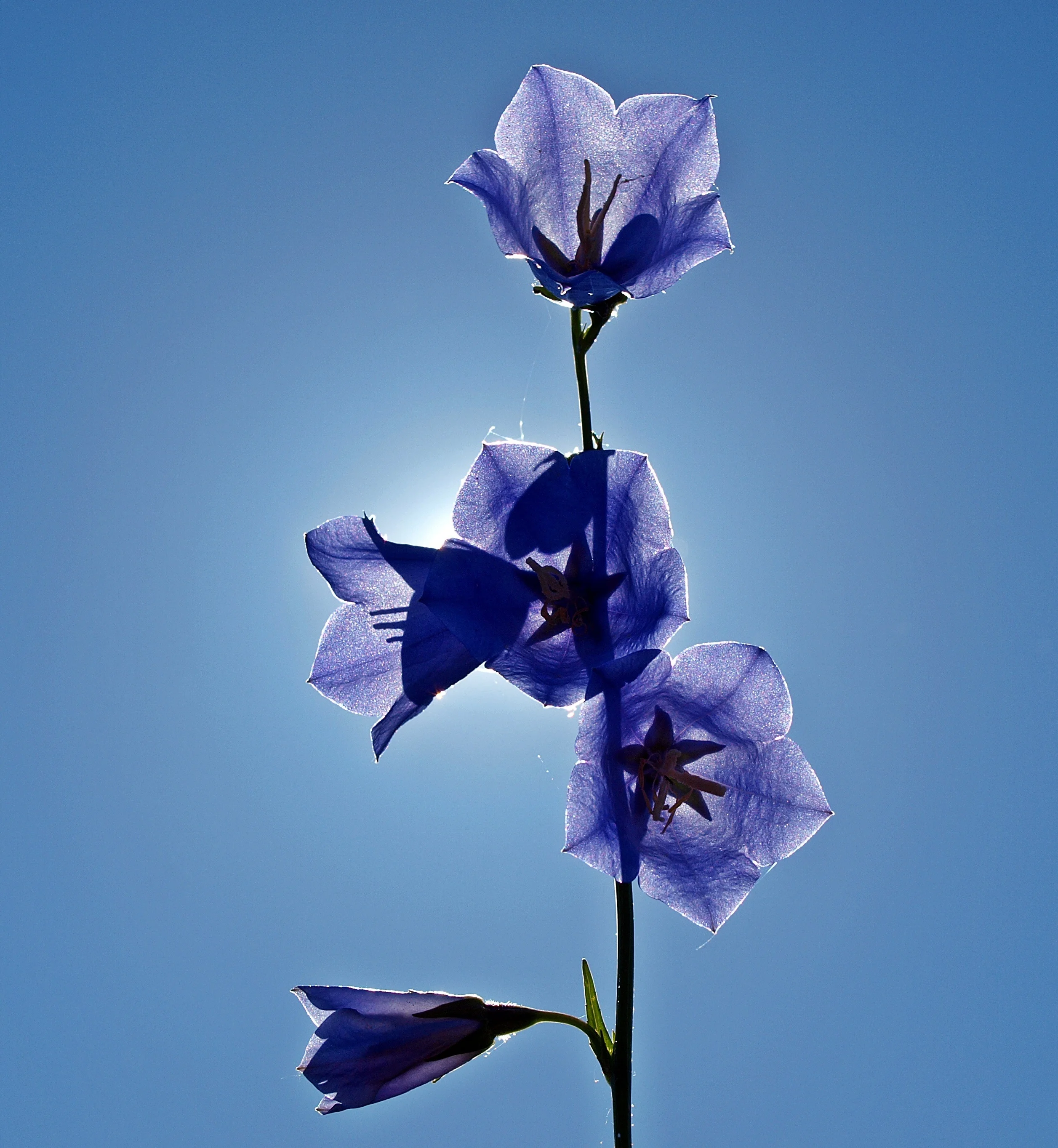 nature-blossom-plant-flower-purple-petal-live-blue-flora-organ-gladiolus-macro-photography-fl...webp