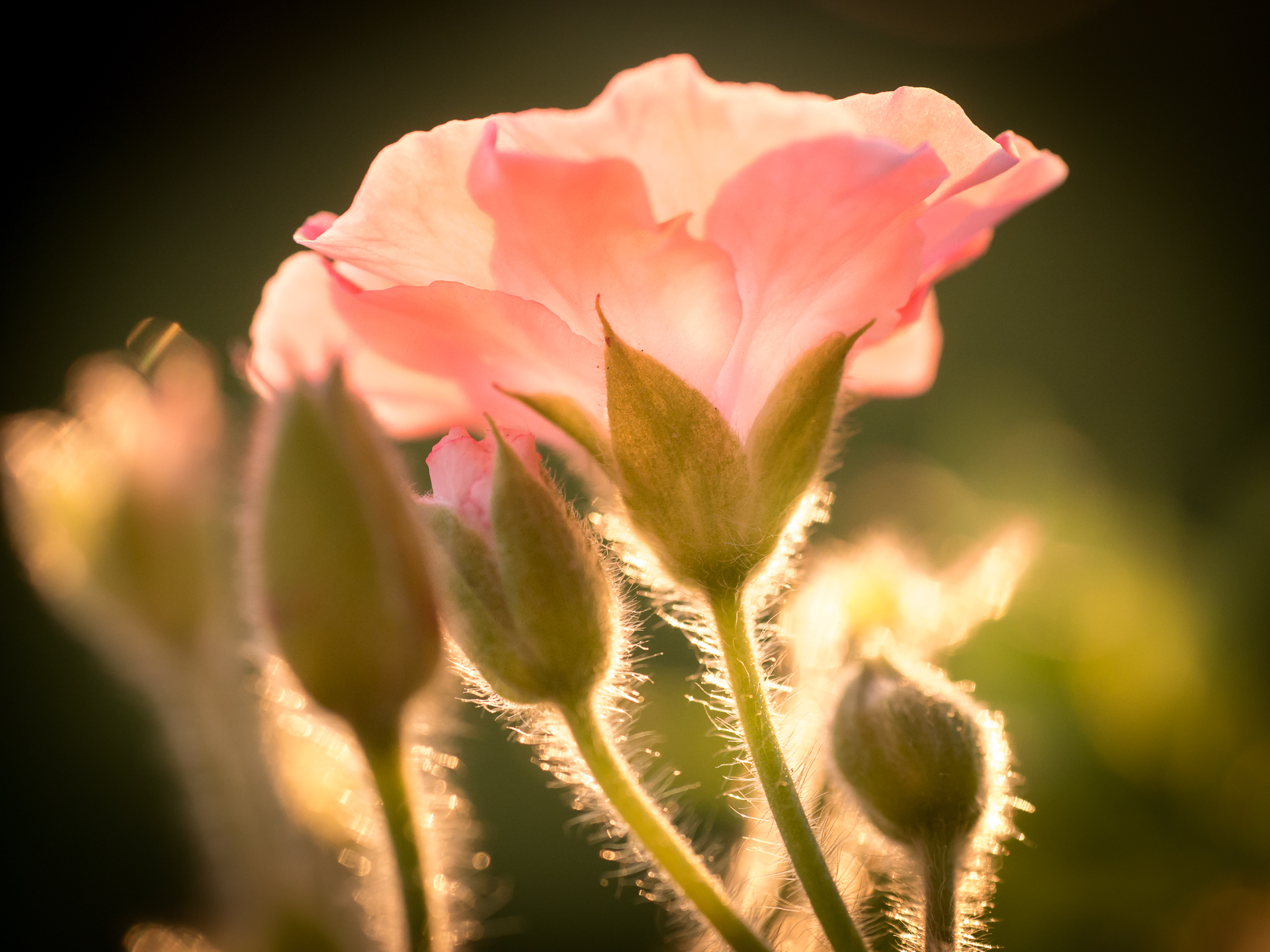 nature-branch-blossom-plant-photography-sunlight-leaf-flower-petal-rose-botany-flora-wildflowe...jpg