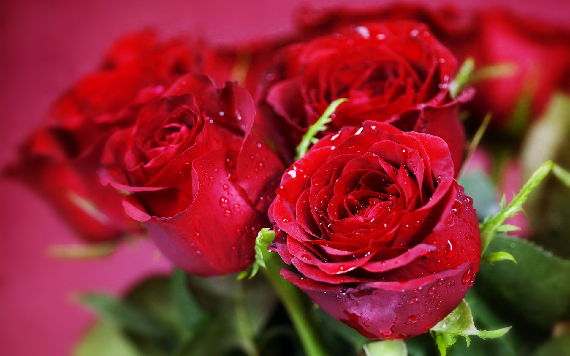 Nature-flowers-bouquets-rose-red-close-up-macro-holidays-valentine-plants_1920x1200.jpg