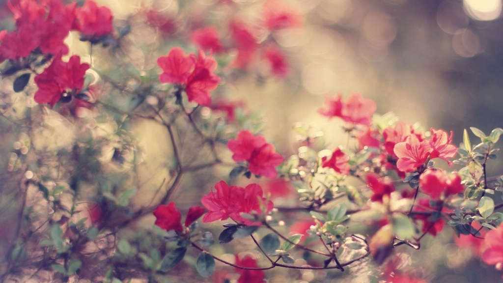 nature-flowers-hd-wallpaper-freewallsup.jpg