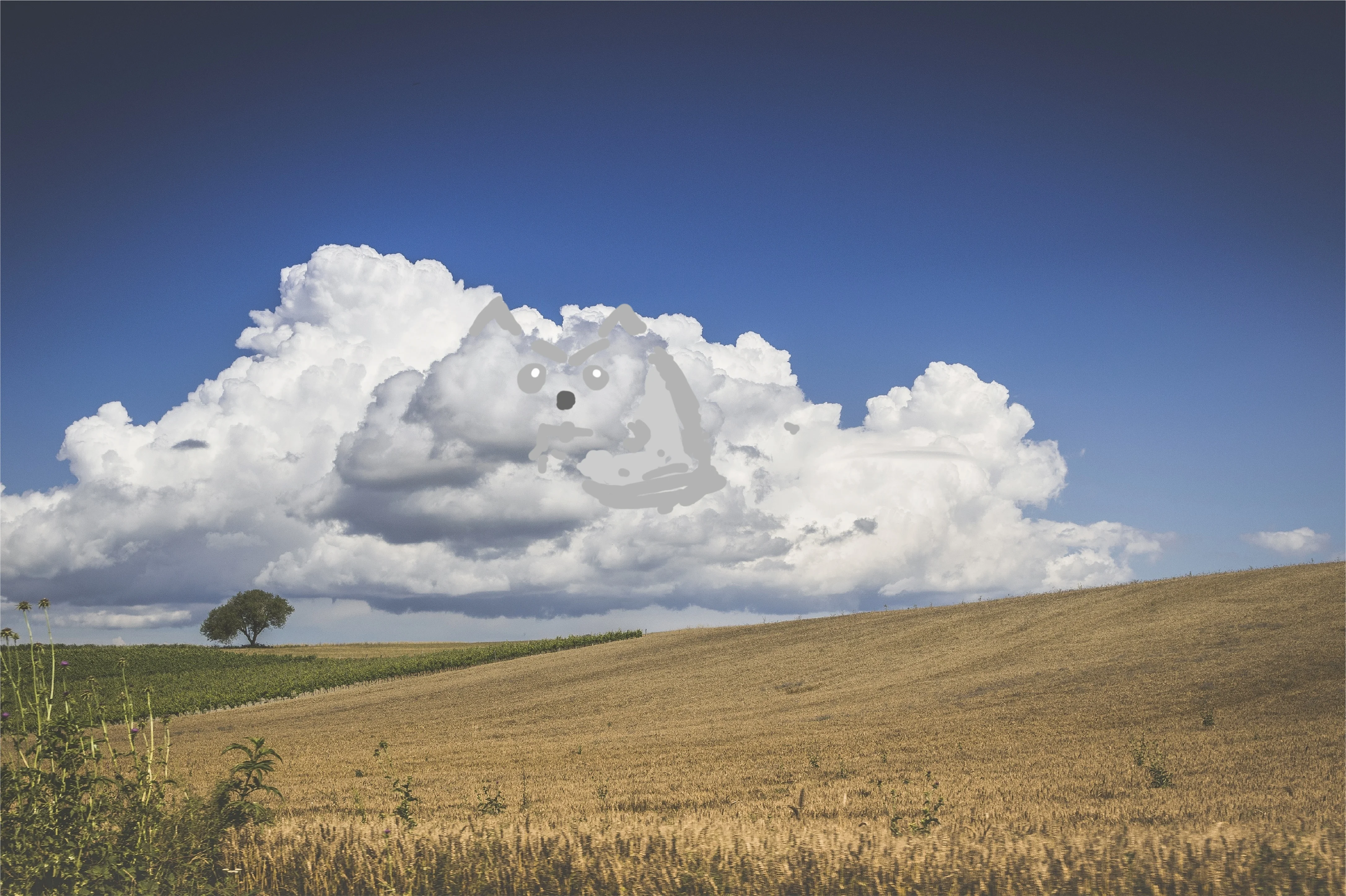 nature-grass-horizon-cloud-sky-field-meadow-prairie-sunlight-hill-wind-cumulus-soil-agricultu...webp