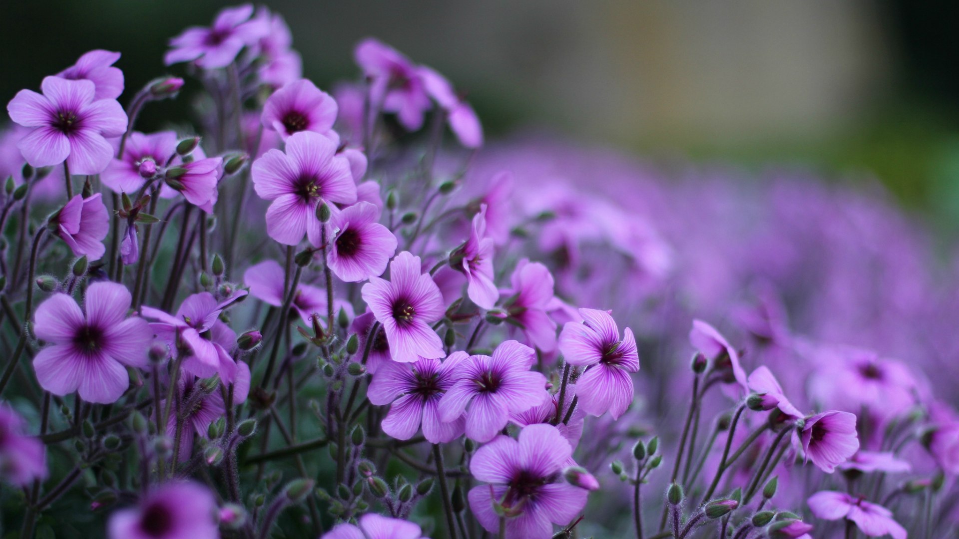 Nature___Flowers_Delicate_flowers_geranium_095849_.jpg