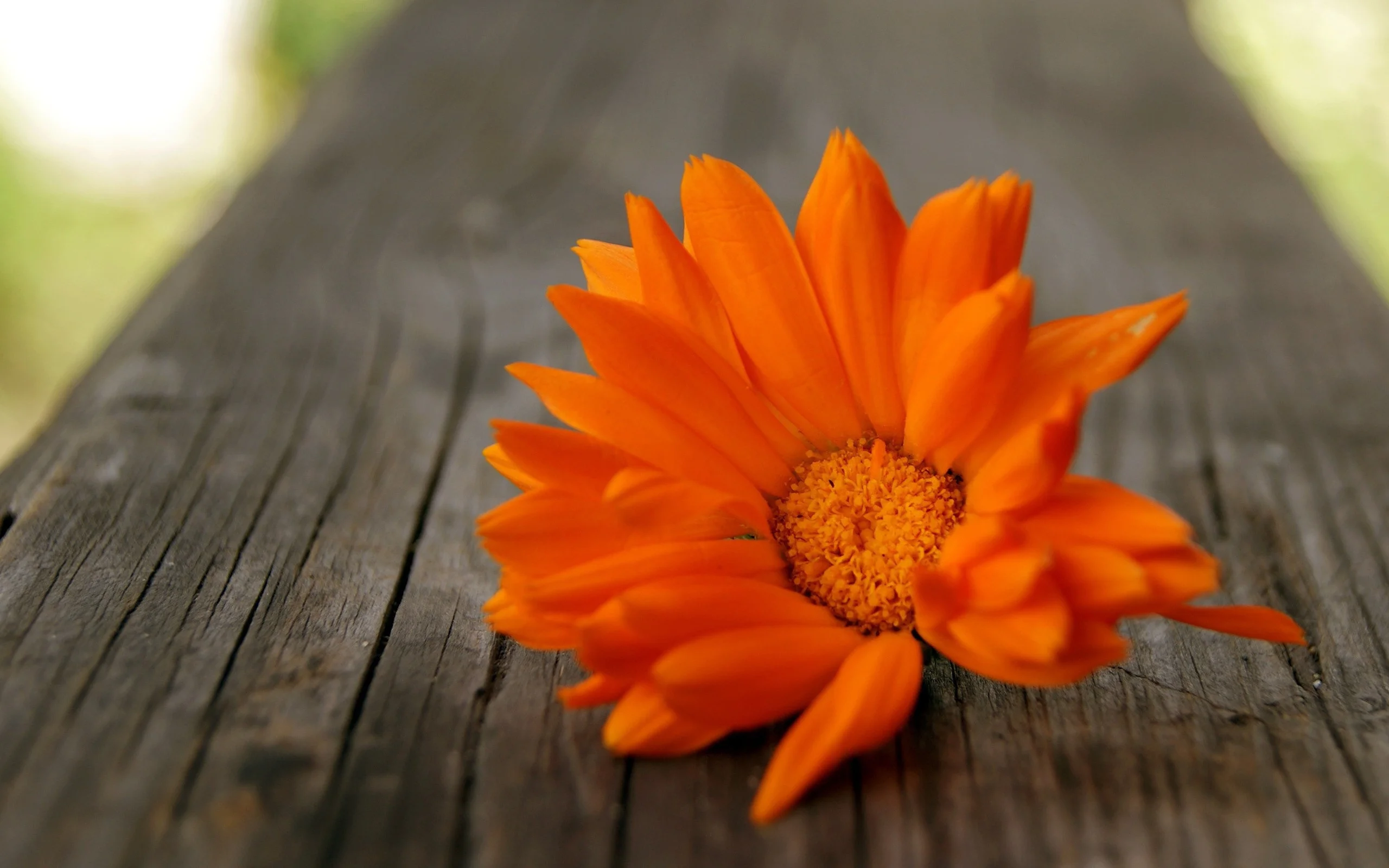 Nature___Flowers_Orange_flower_on_a_tree_037356_19.webp