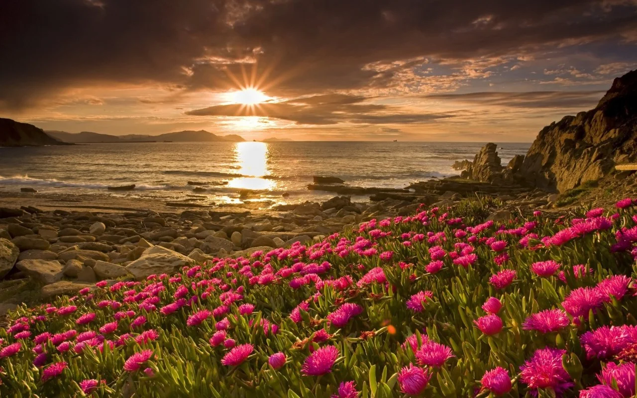 Nature___Flowers_Pink_flowers_by_the_sea_at_sunset_099920_-1280x800.webp