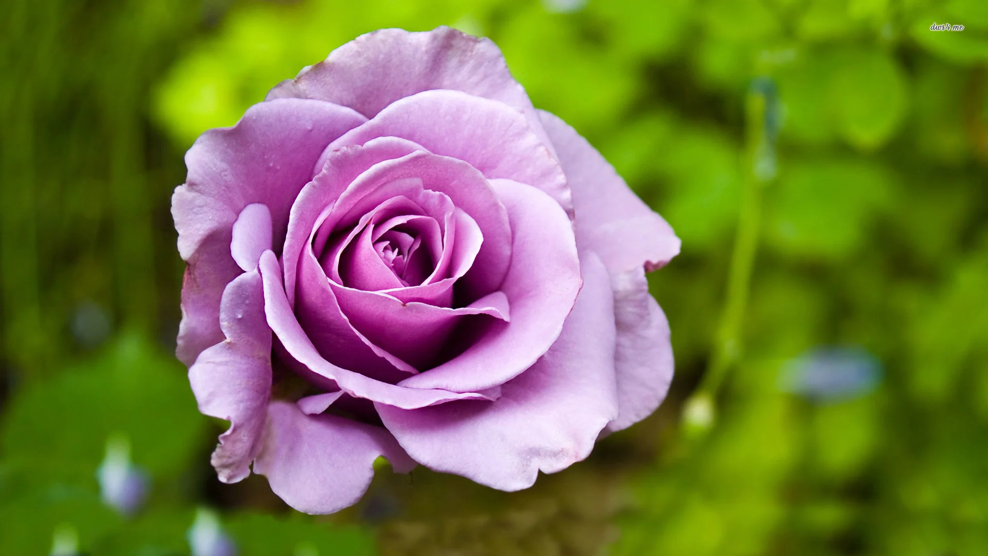 Nature___Flowers_Purple_rose_on_a_background_of_grass_055867_.webp