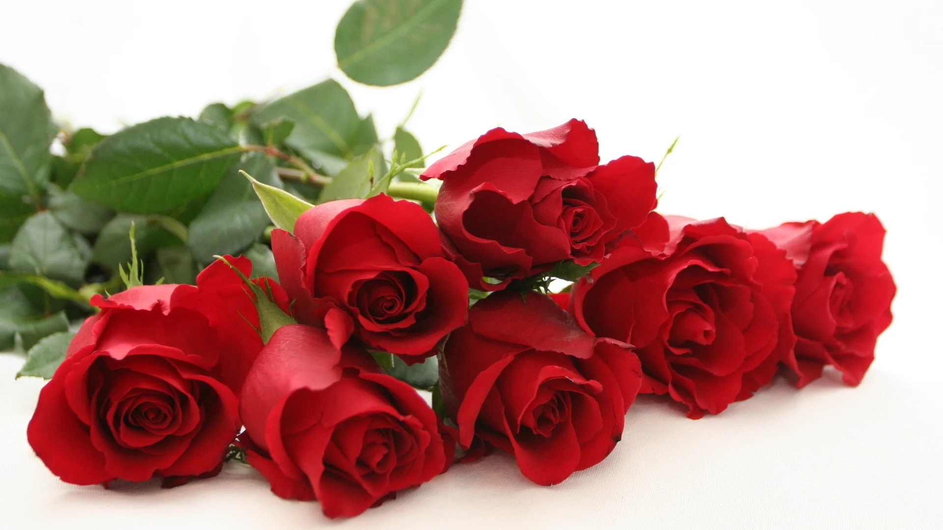 Nature___Flowers_Red_roses_on_a_white_table_on_a_white_background_056460_.webp