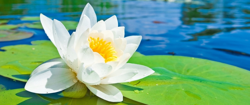 Nature___Flowers_White_Lotus_on_the_lake_041595_.jpg