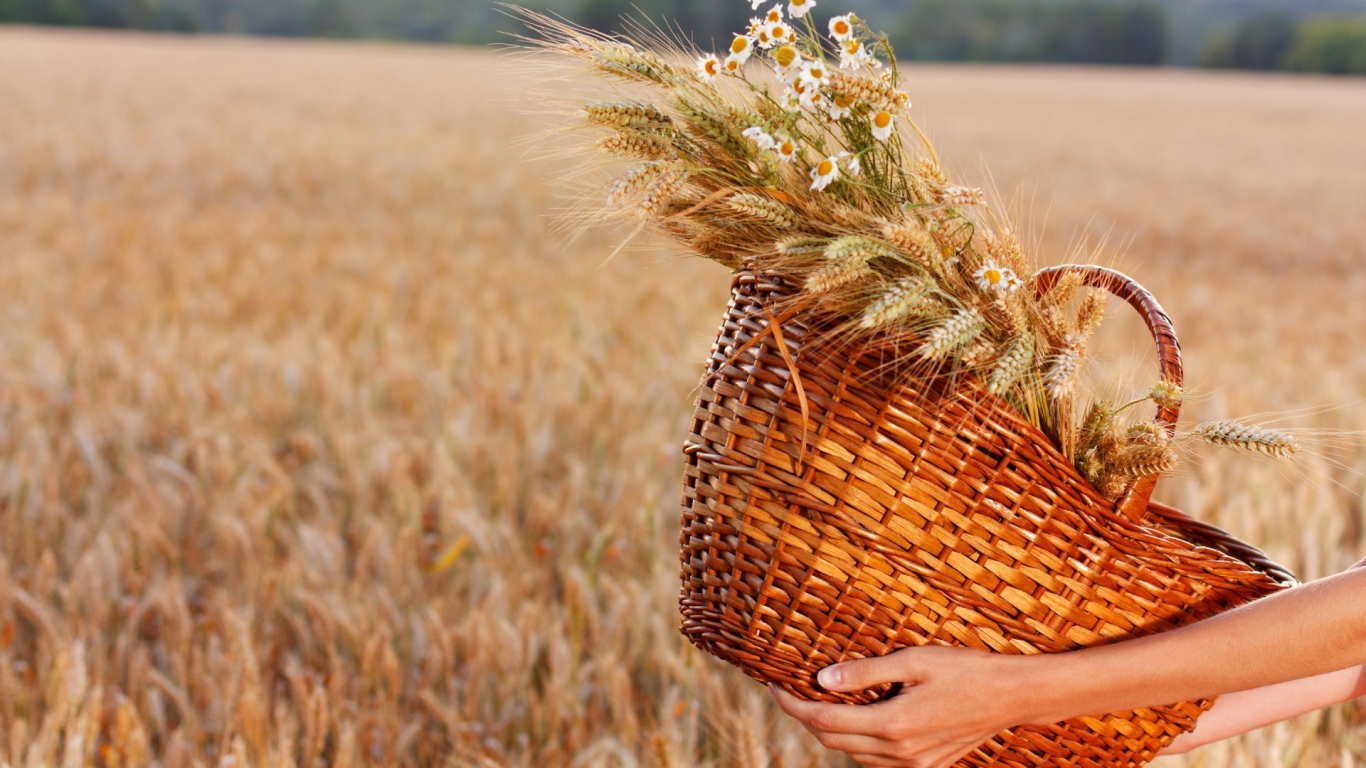 Nature___Plants_Spikelets_and_chamomile_in_a_straw_basket_105703_24.jpg