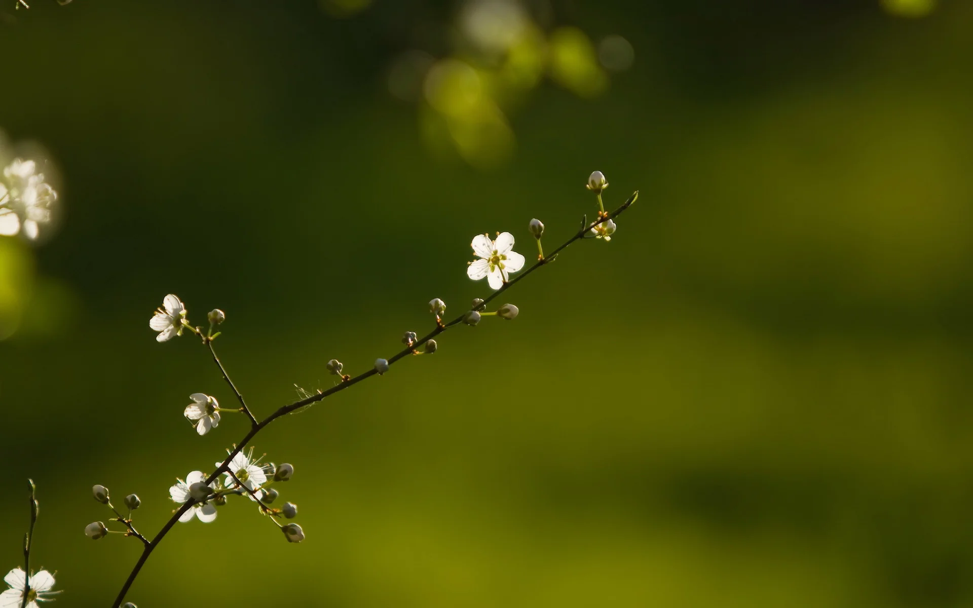 Nature___Seasons___Spring_Spring_flowers_on_a_branch_098010_.webp