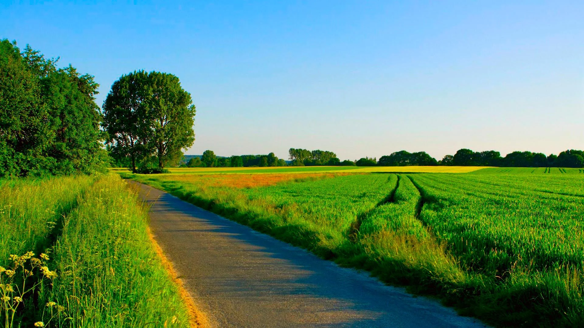 Nature___Seasons___Summer_Summer_road_among_manicured_fields_078197_.webp