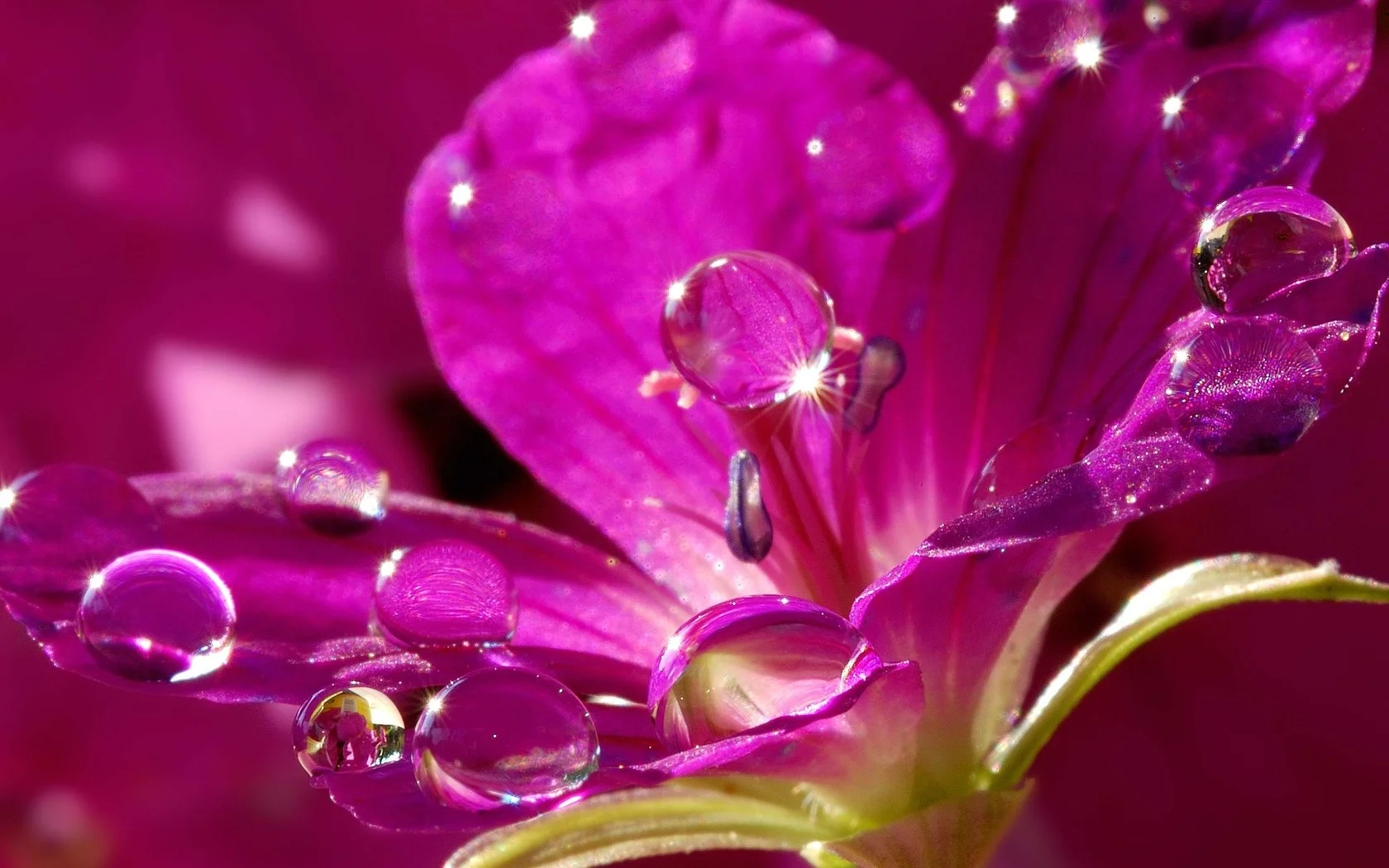 nature_flower_purple_drops_water_petals_sparkles_83413_1680x1050.webp