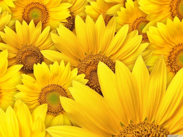 Nature_Flowers_Big_flowers_of_a_sunflower_036583_.jpg