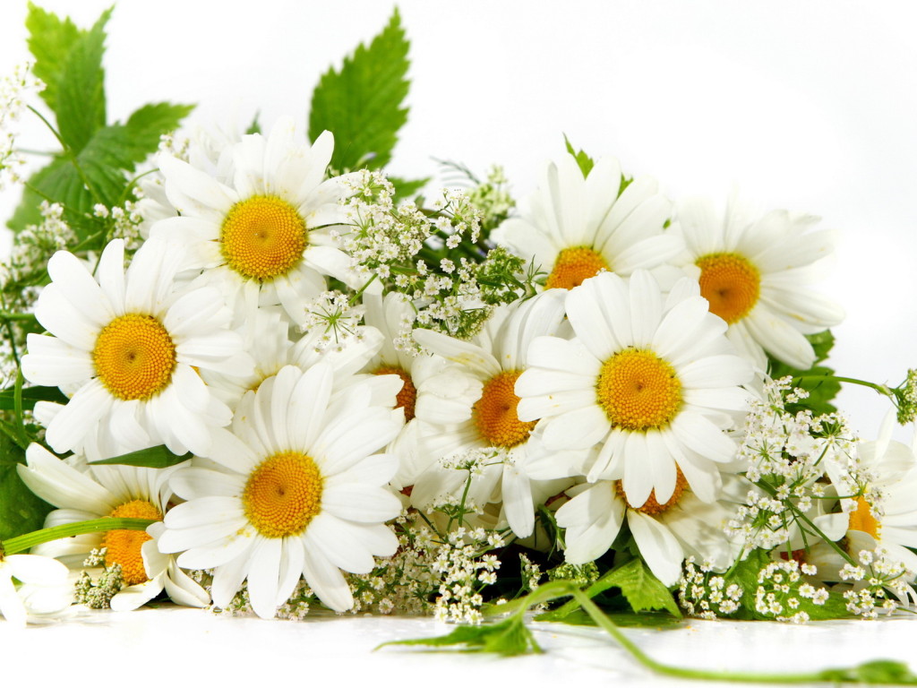 Nature_Flowers_Bouquet_of_daisies_030152_.jpg