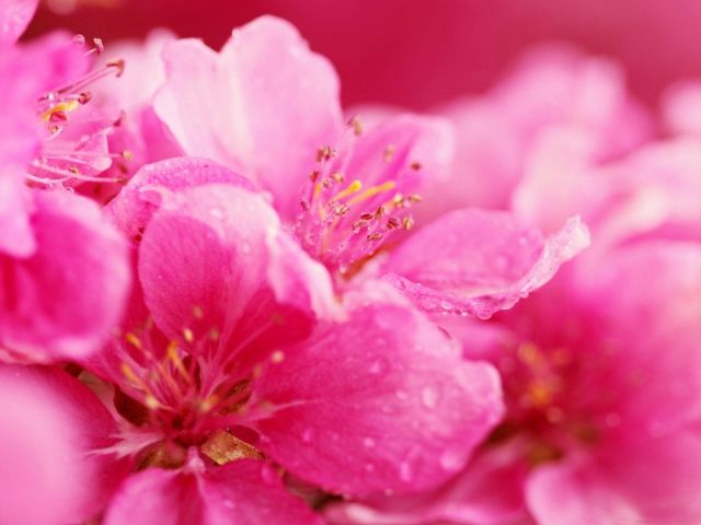 Nature_Flowers_Spring_pink_flowers_036719_.jpg