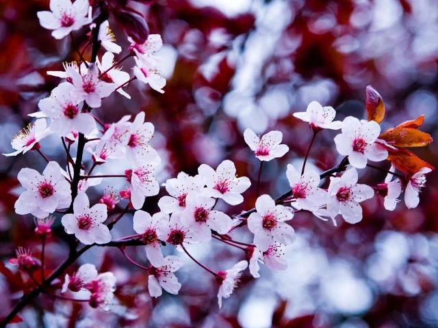Nature_Seasons_Spring_Spring_bloom_015641_29.webp