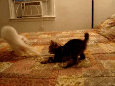 не догонишь.gif