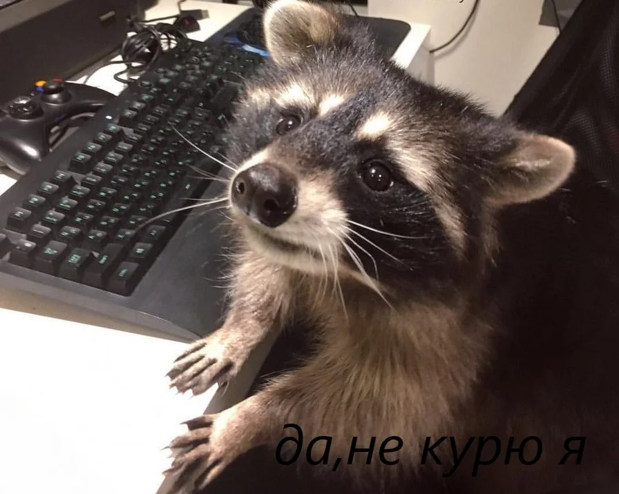не курит енот.webp