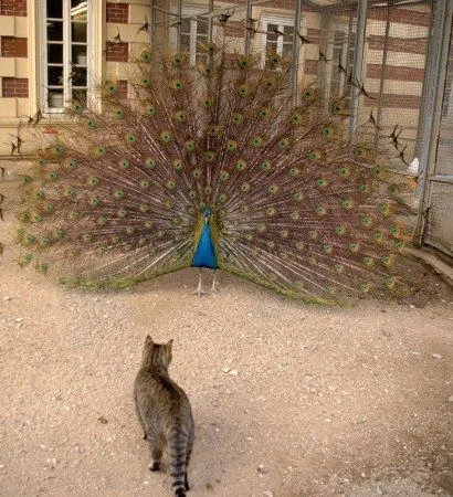 не подходи !.webp