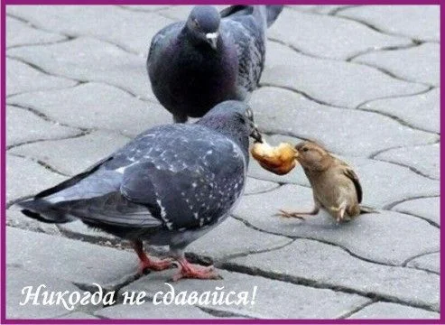 Не сдавайся1.webp