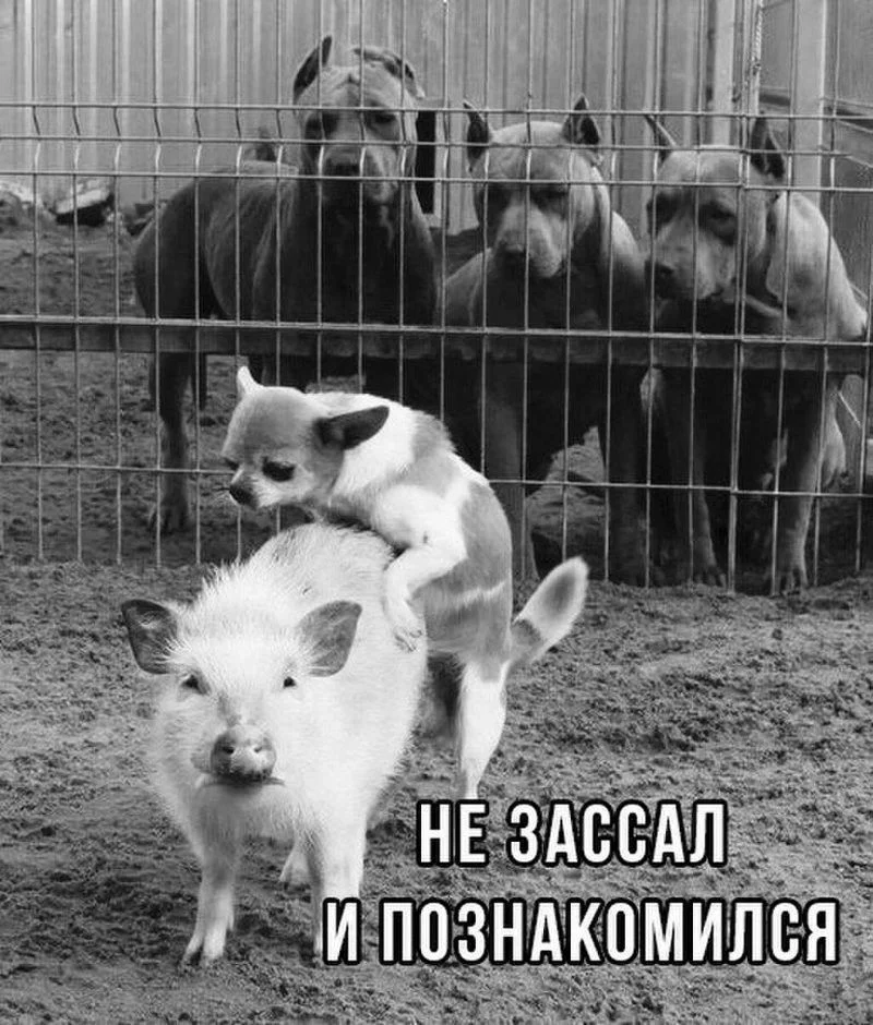 не зассал.webp