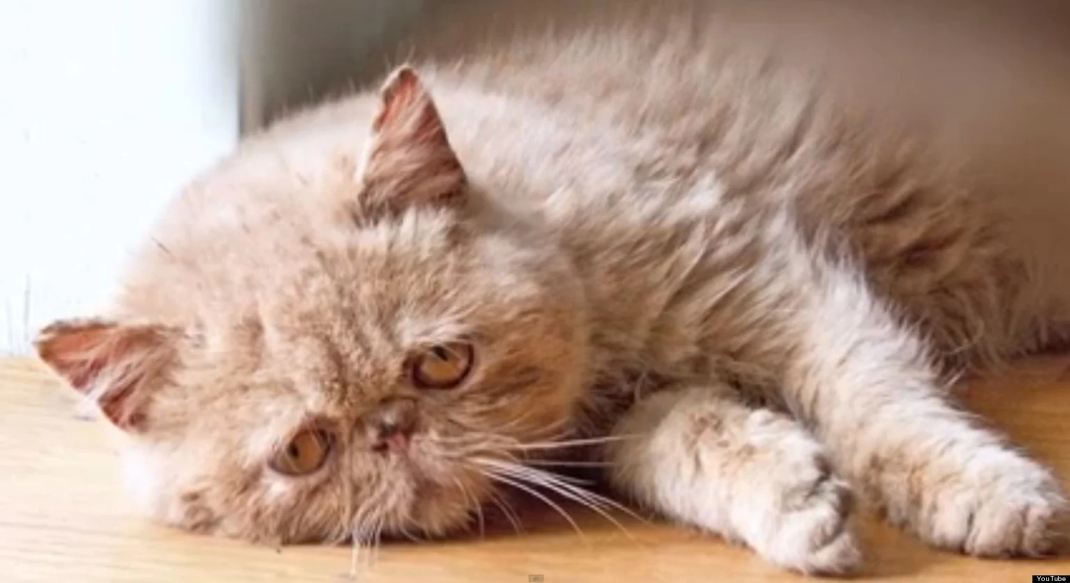 Недовольный кот.webp