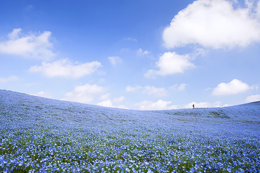 nemophilas-field-hitachi-seaside-park-4.jpg