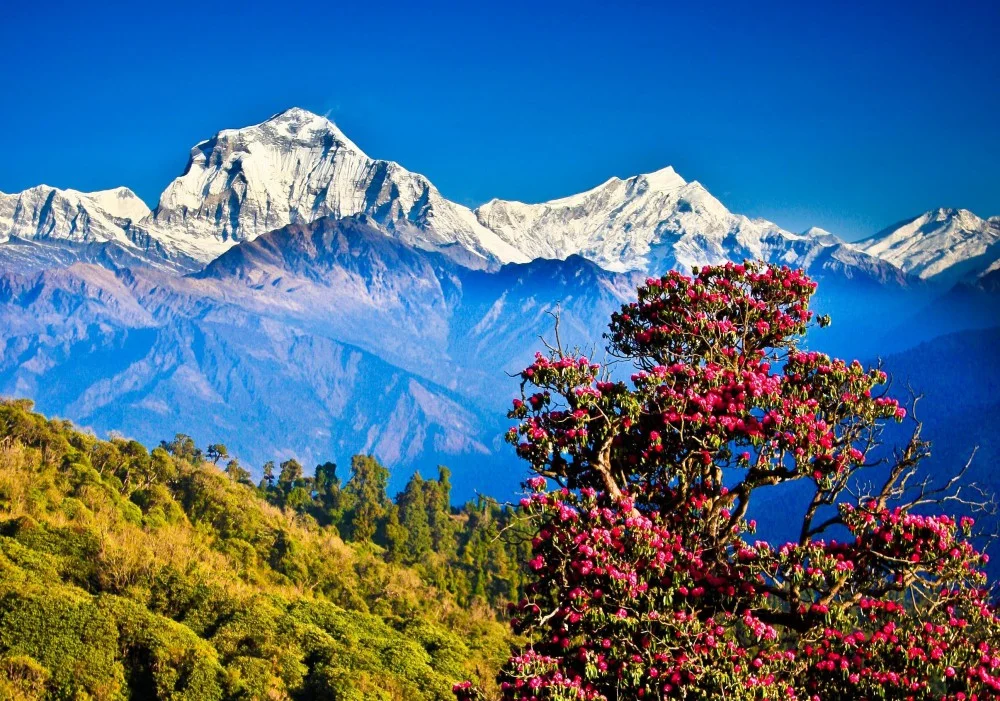 nepal56.webp