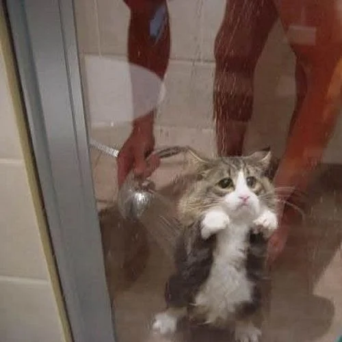 несчастный коте.webp