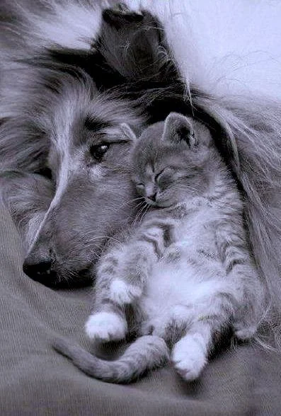 нет слов.webp