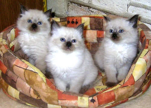 neva-kittens.webp