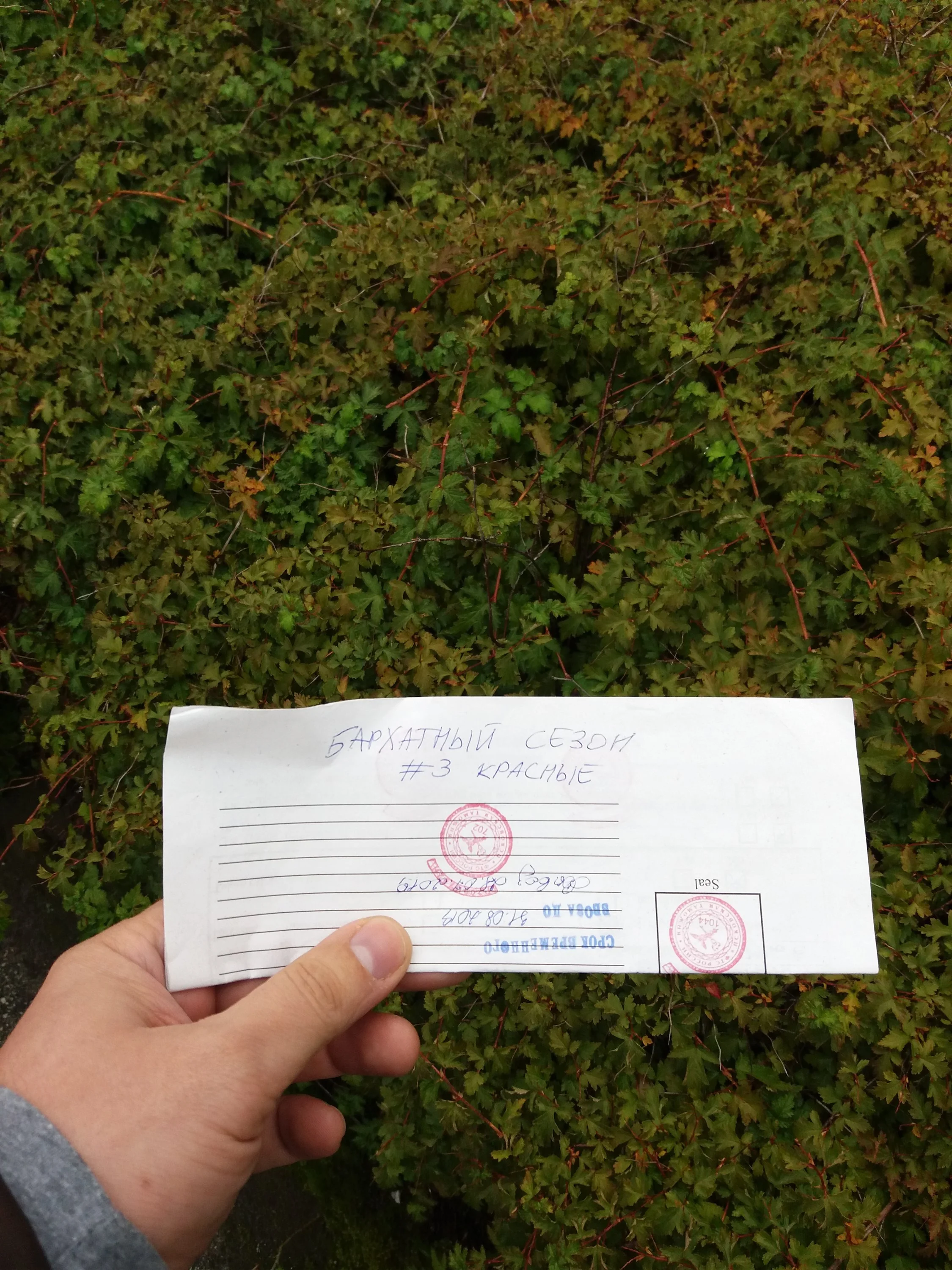 Nevedomaja hren.webp